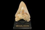 Serrated, Fossil Megalodon Tooth - West Java, Indonesia #145247-2
